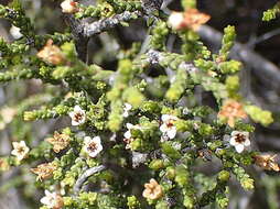 Image of Diosma apetala (Dümmer) I. Williams