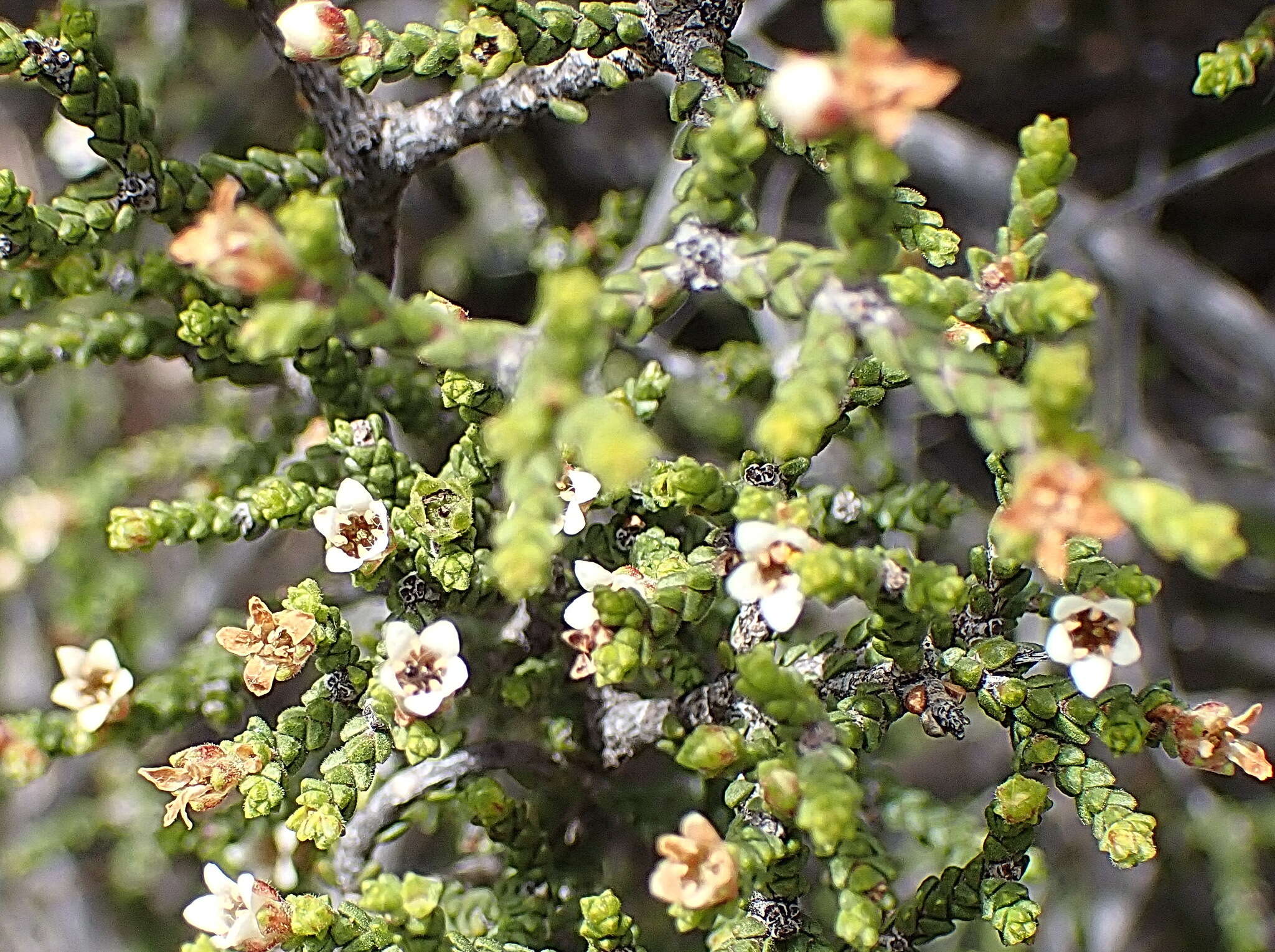 Image of Diosma apetala (Dümmer) I. Williams