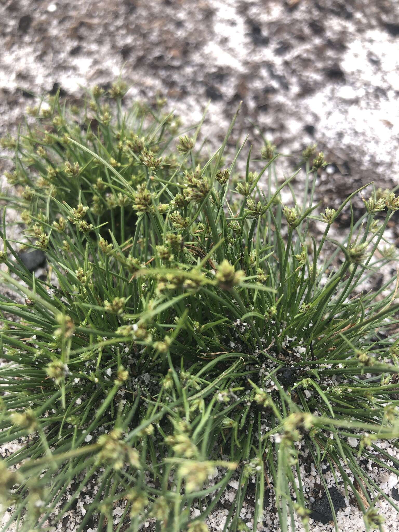 Image of Isolepis antarctica (L.) Roem. & Schult.