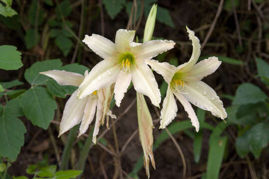 Image of Hippeastrum evansiae (Traub & I. S. Nelson) H. E. Moore