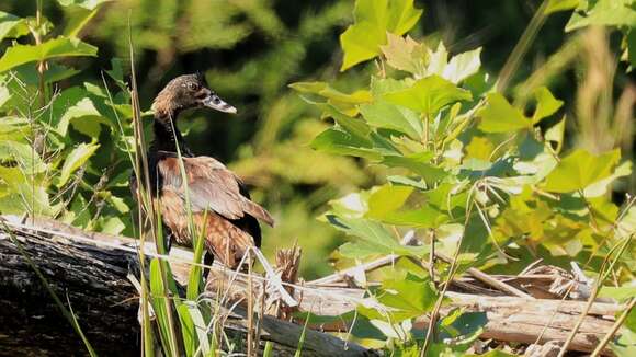 Image of Cairina Fleming & J 1822