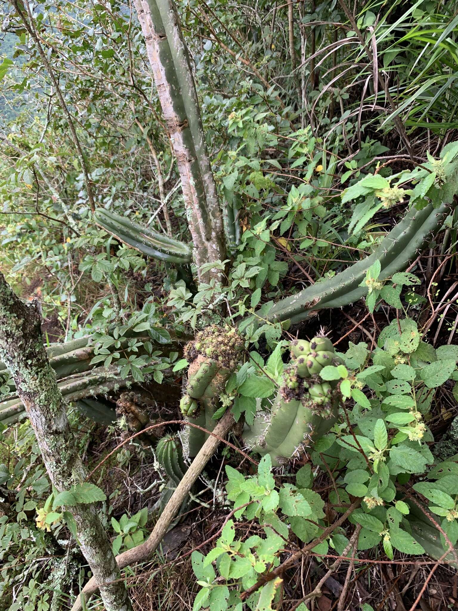 Image of Pilosocereus brasiliensis subsp. brasiliensis