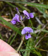 Imagem de Glycine latrobeana (Meissner) Benth.