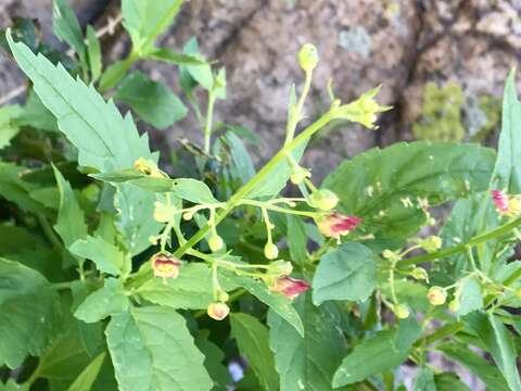 Scrophularia parviflora Wooton & Standley resmi