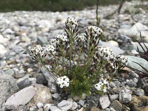 Image of alpine hutchinsia