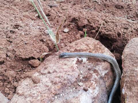 Image of Rufous Beaked Snake