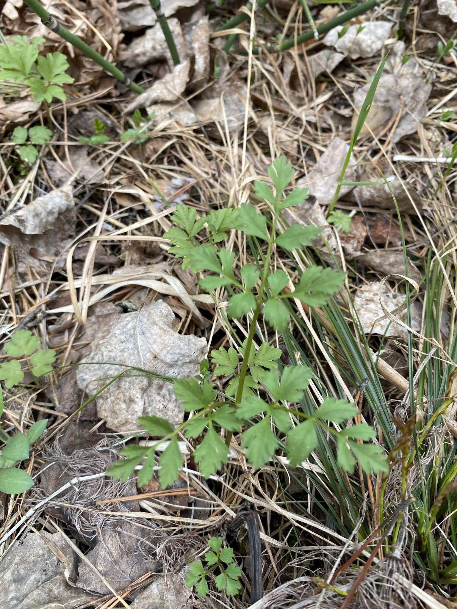 Image of Aegopodium alpestre Ledeb.