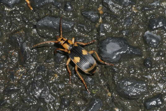 Image of Pheropsophus (Stenaptinus) jessoensis A. Morawitz 1862