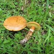 Image of Suillus grevillei (Klotzsch) Singer 1945