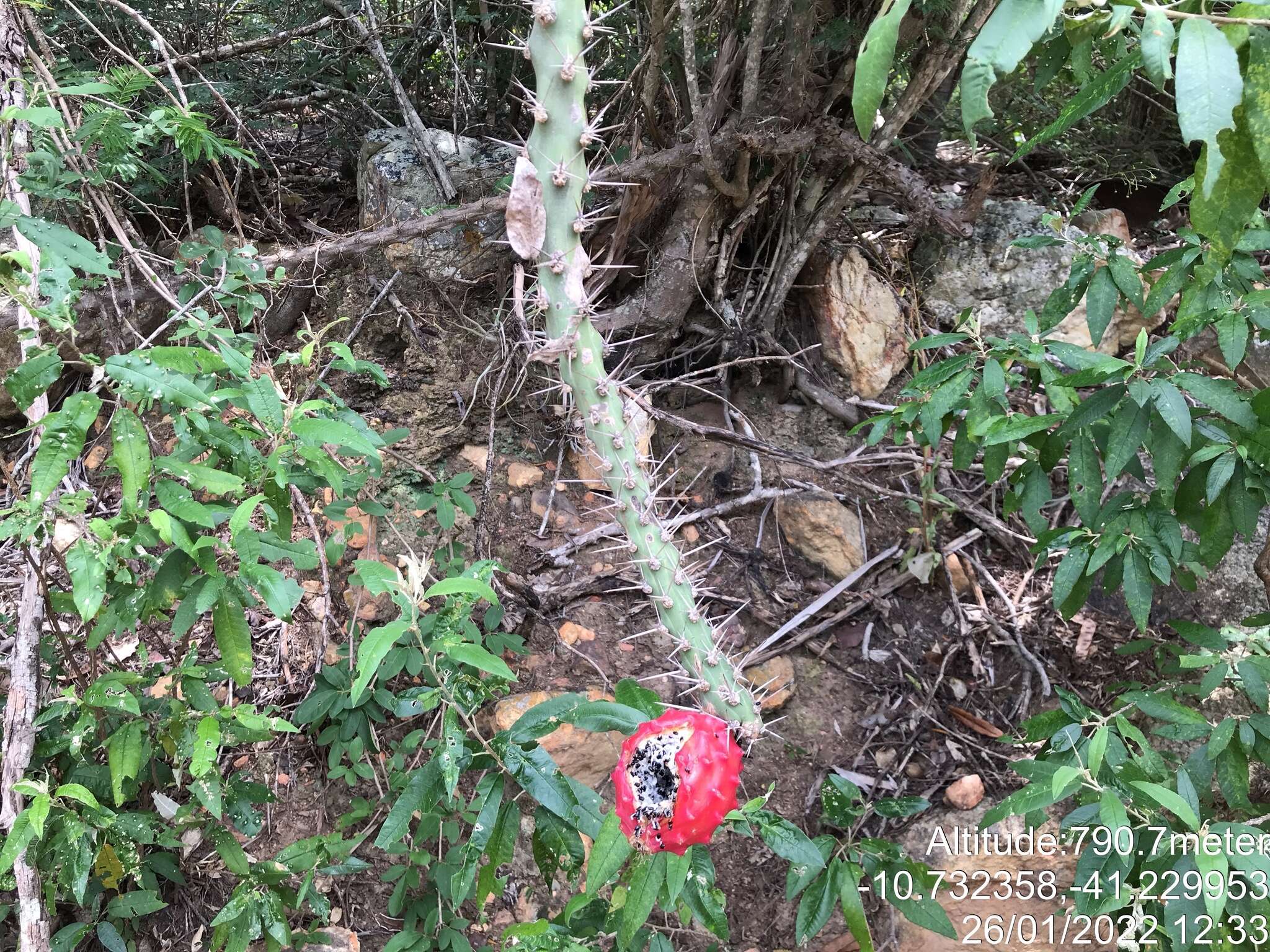 Image of Harrisia adscendens (Gürke) Britton & Rose