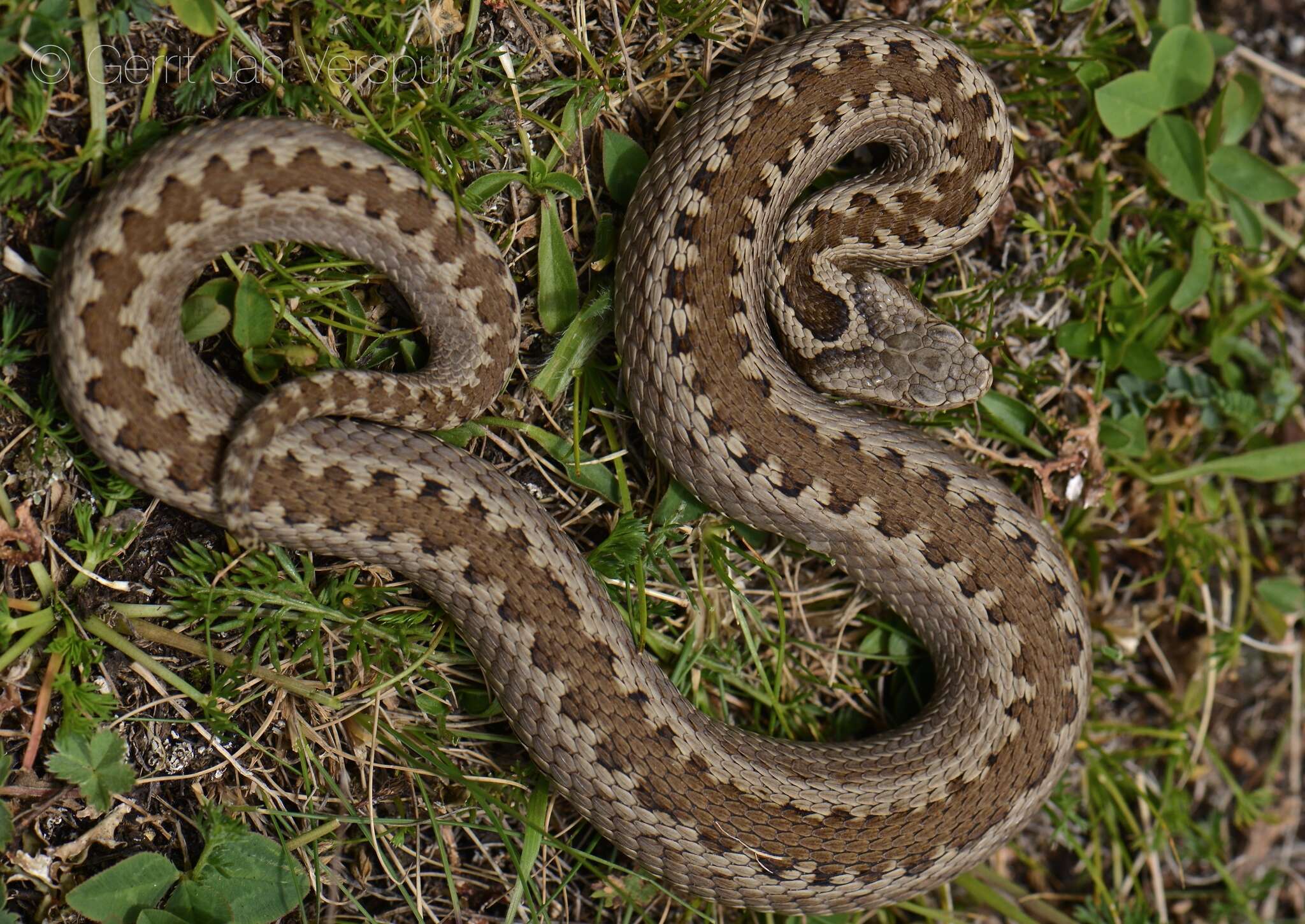 Imagem de Vipera dinniki Nikolsky 1913