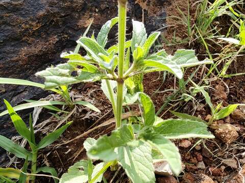 Image of Salvia hirsuta Jacq.