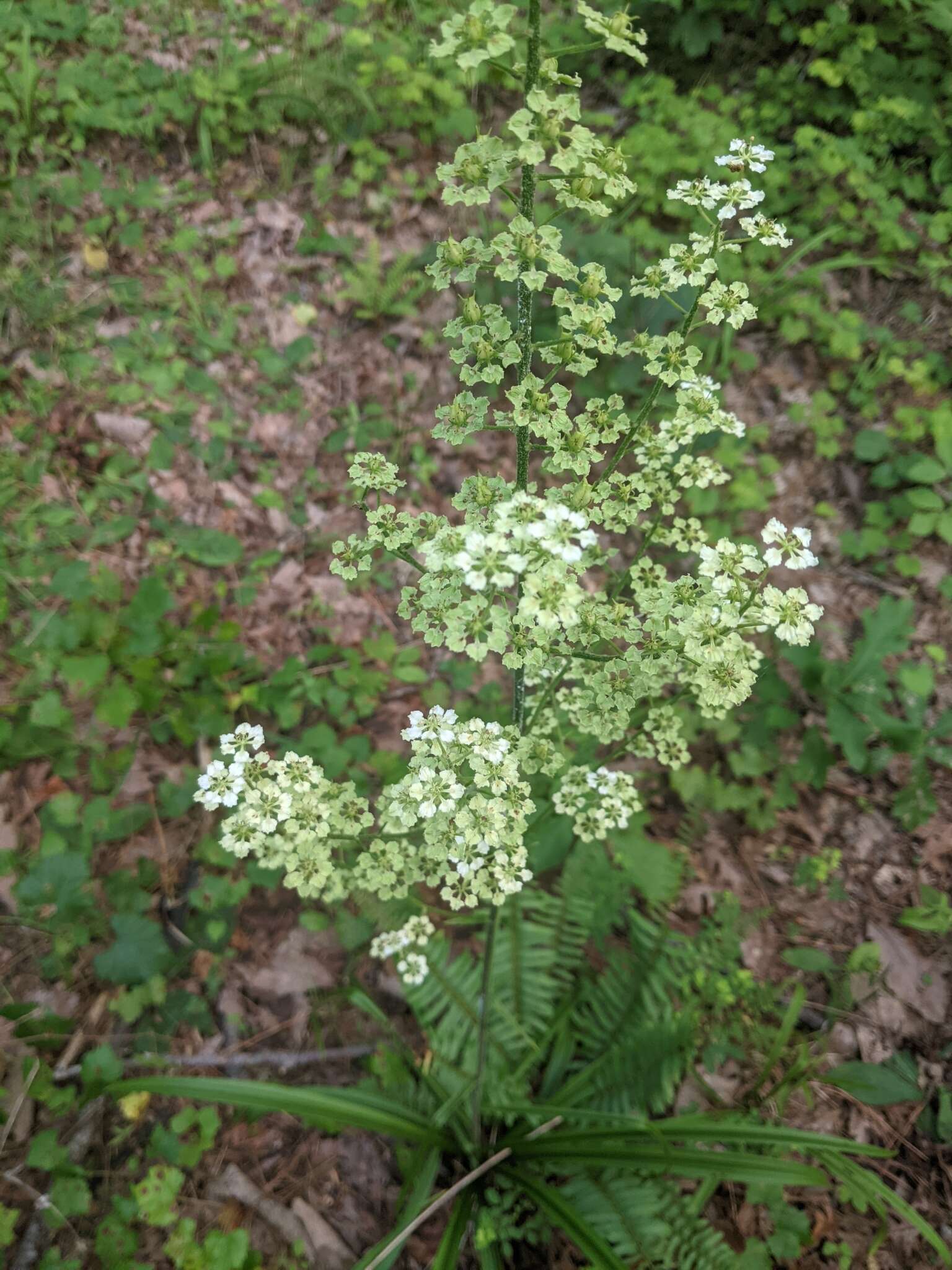 Sivun Veratrum hybridum (Walter) J. H. Zimmerman ex Zomlefer kuva