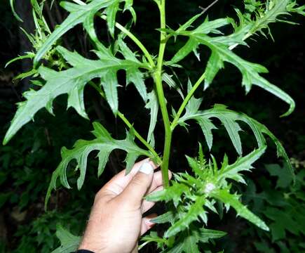 Image of swamp thistle