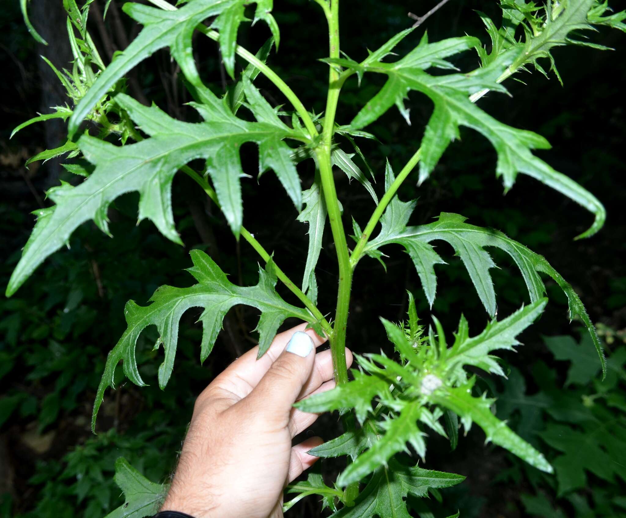 Imagem de Cirsium muticum Michx.