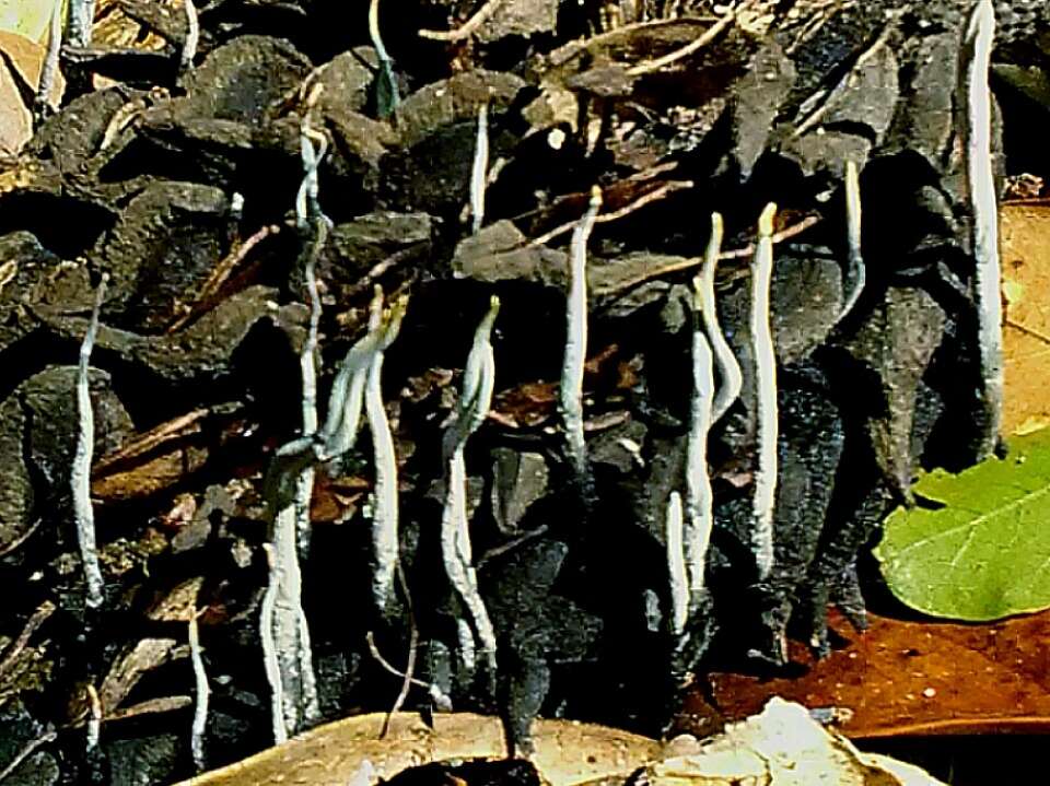 Image of Xylaria magnoliae J. D. Rogers 1979