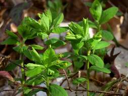 Image of Euphorbia carniolica Jacq.