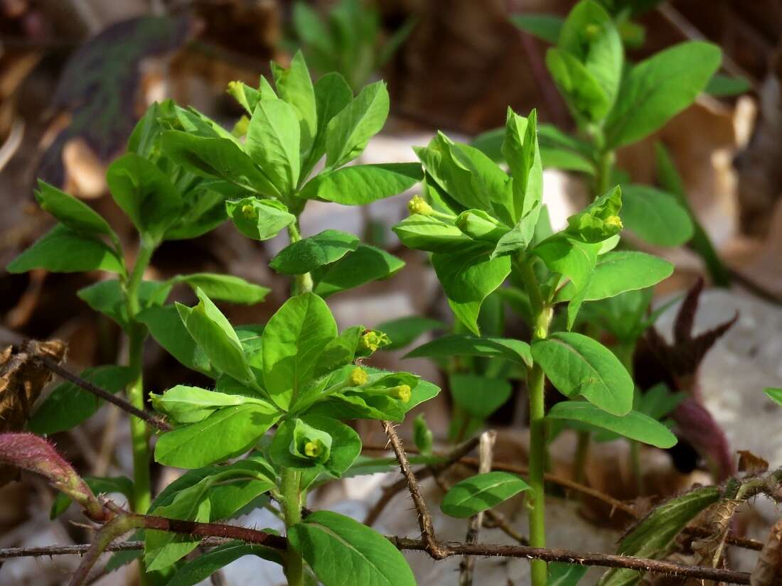 Image of Euphorbia carniolica Jacq.