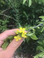 Image of smelly wallflower