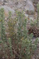 Image of telegraphweed