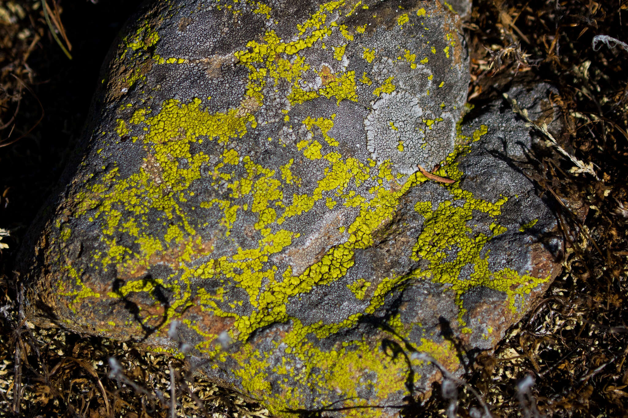 Image of mountain lichen