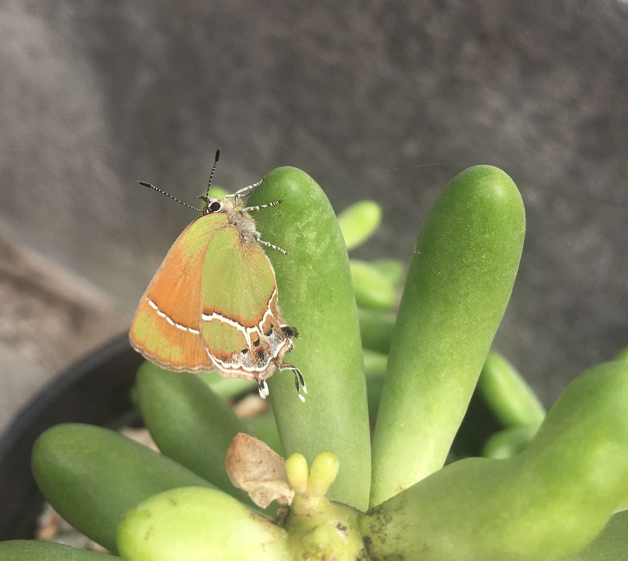 Image of Xami Hairstreak