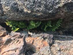 Image de Polystichum scopulinum (D. C. Eat.) Maxon