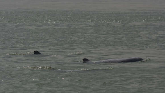 Image of Snubfin Dolphins