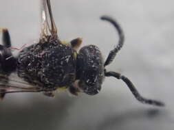 Hylaeus modestus Say 1837 resmi