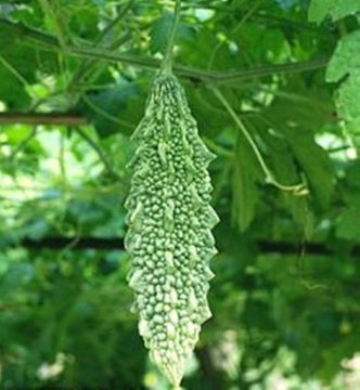 Image of <i>Momordica charantia</i> var. <i>abbreviata</i> Ser.