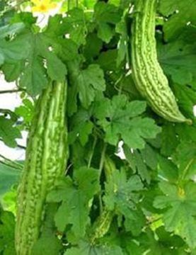 Image of <i>Momordica charantia</i> var. <i>abbreviata</i> Ser.