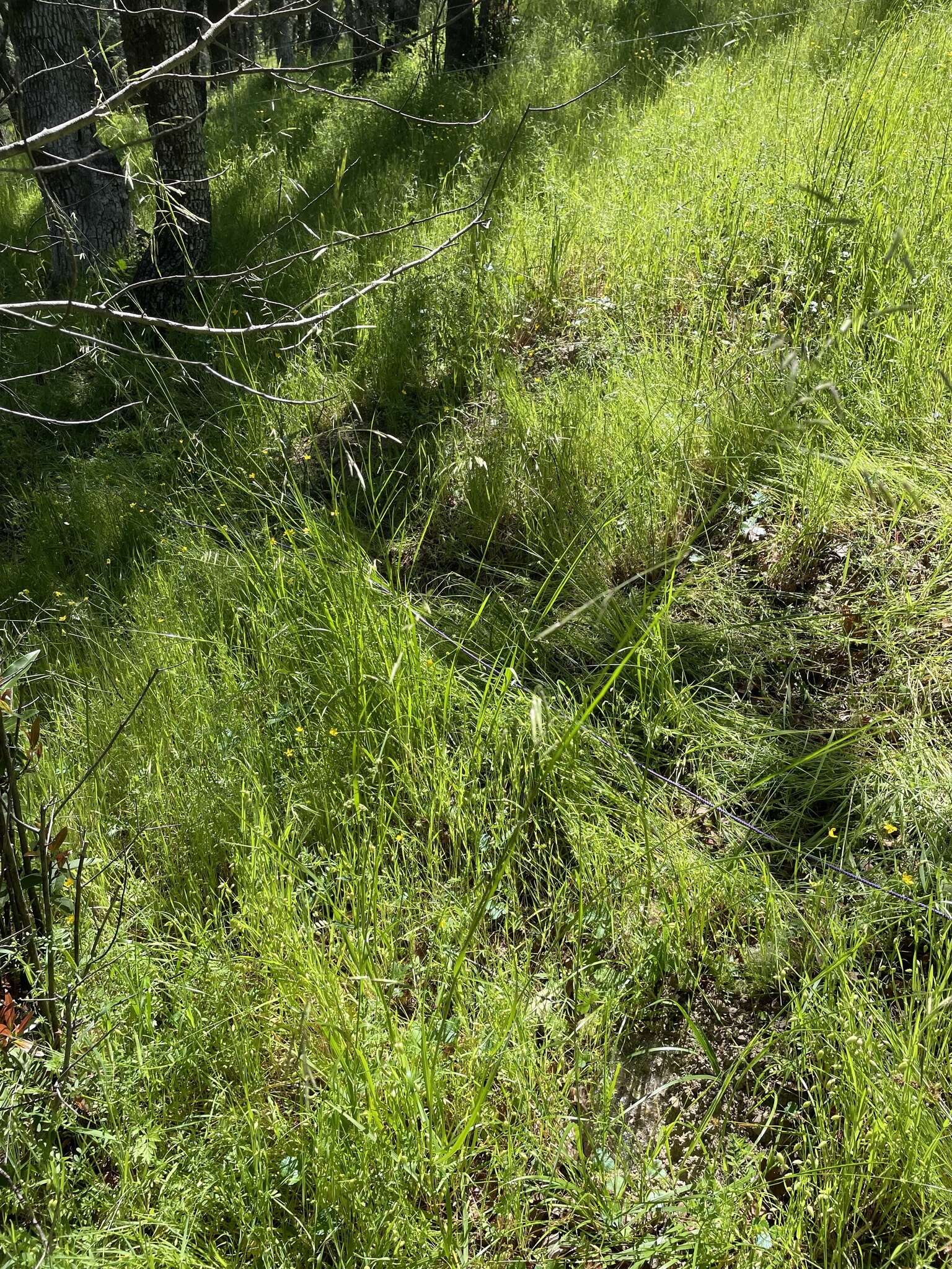 Image of Geyer's oniongrass