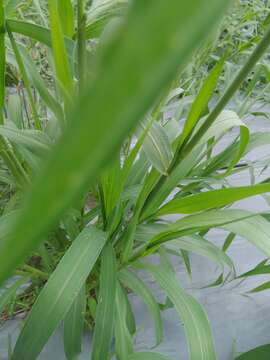 Image of Foxtail millet