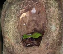 Image of large odorous frog