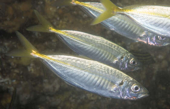 Image of Yellowtail horse mackerel