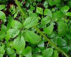 Image of Rubus dentatifolius (Briggs) W. C. R. Watson