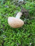 Image of Lepiota subincarnata J. E. Lange 1940