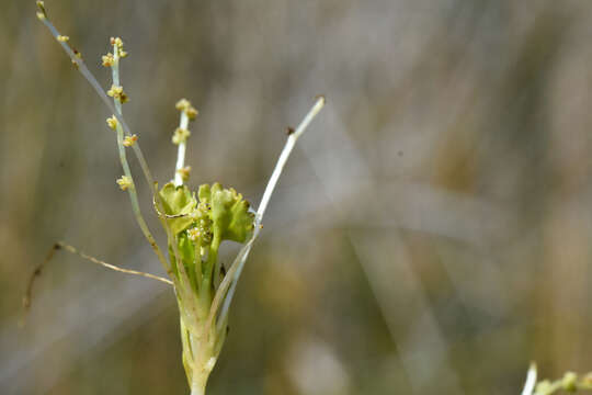 Image of Gunnera herteri Osten