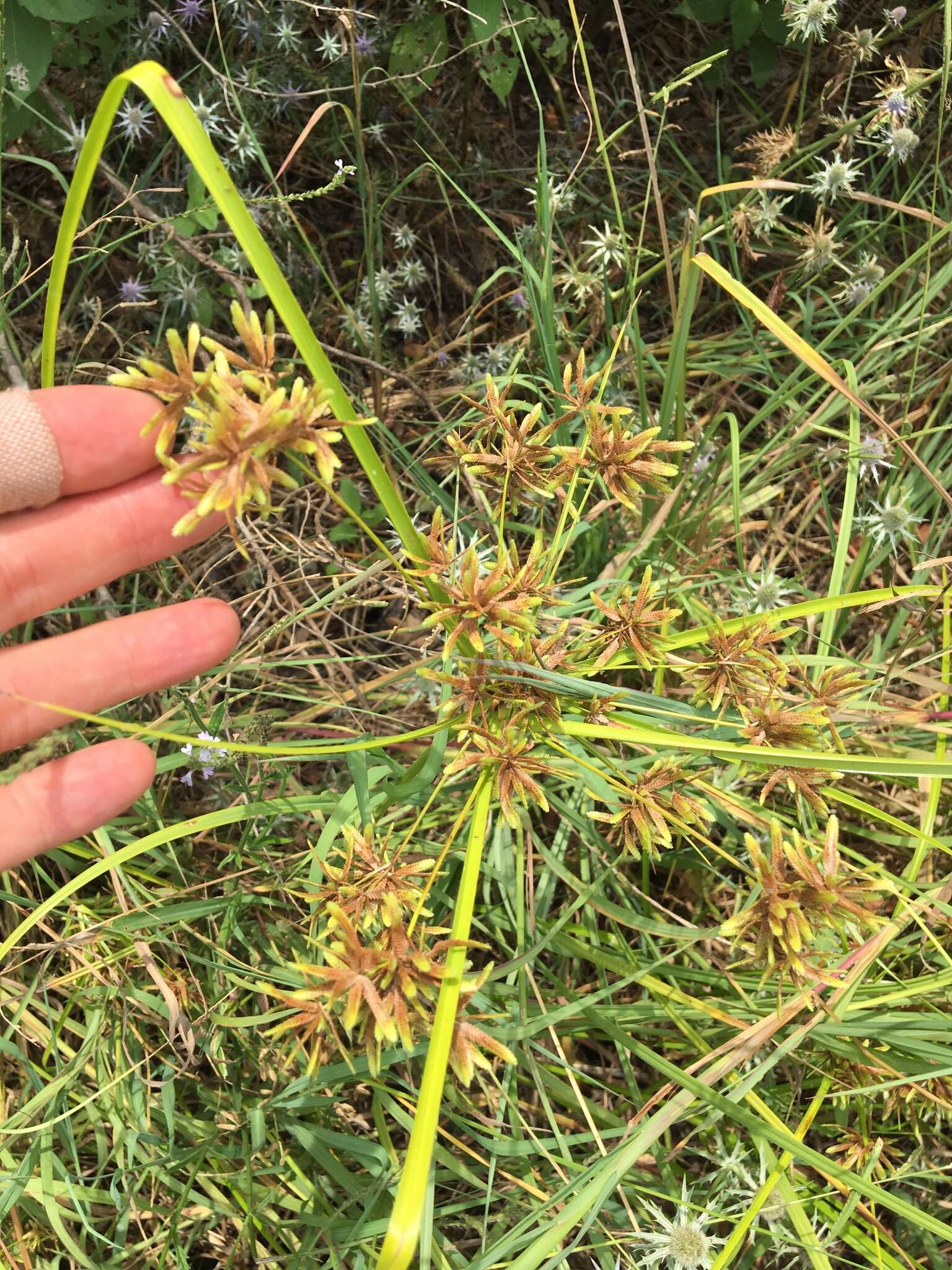 Image of Pond Flat Sedge