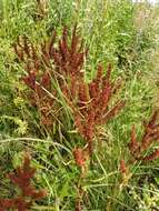 Image of Rumex rossicus Murb.