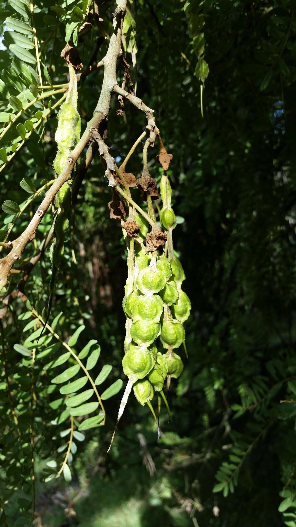 Image of North Island Kōwhai