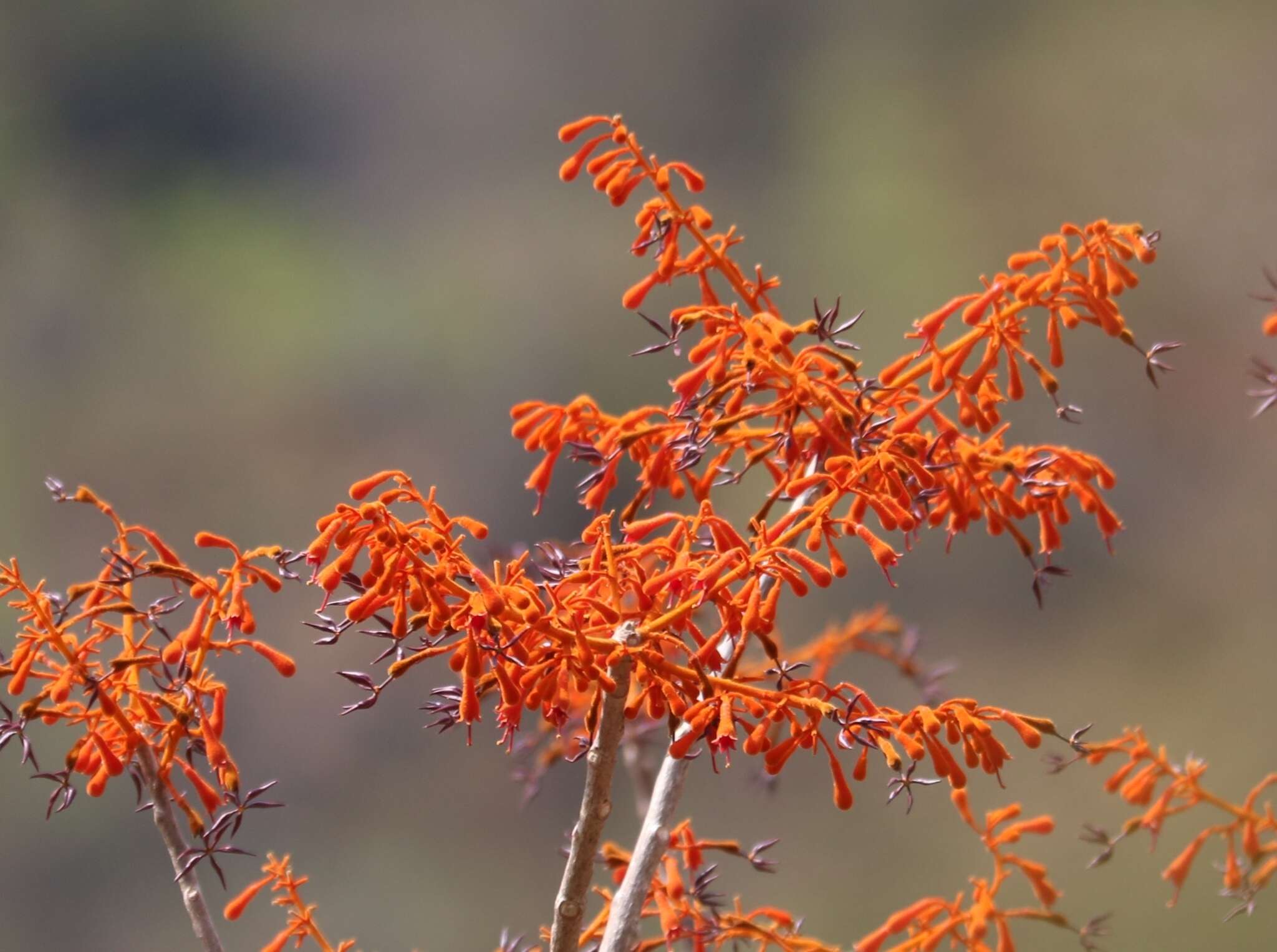 Image of Firmiana colorata (Roxb.) R. Br.