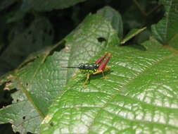 Galidacris variabilis Descamps & Amédégnato 1972的圖片