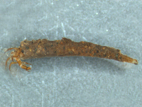 Image of <i>Atriplectides dubius</i> Mosely 1936
