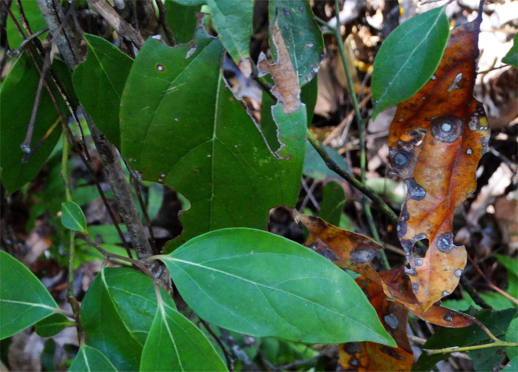 Image de Cryptocarya rigida Meisn.