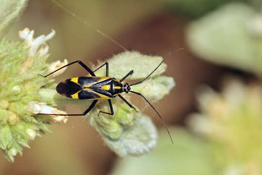 Image of Grypocoris syriacus Reuter 1896