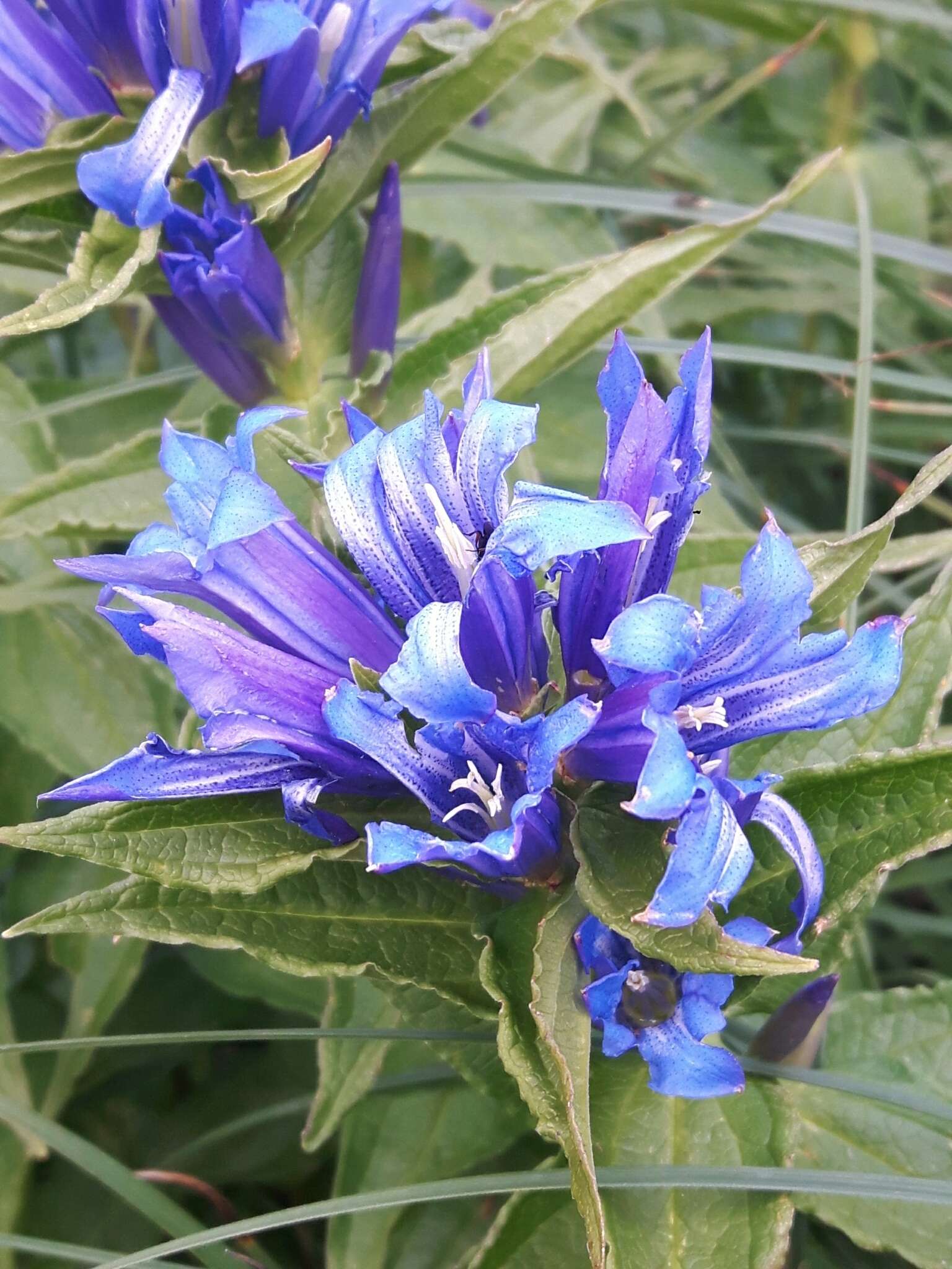 Image of Gentiana asclepiadea L.