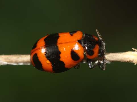 Image of <i>Clytrasoma palliatum</i>