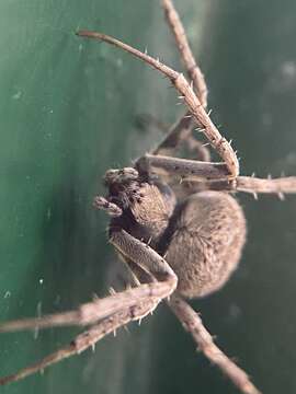 Image of Spotted orbweaver