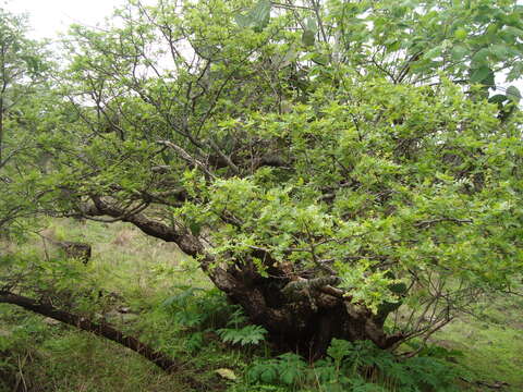 Image of Bursera bipinnata (Moc. & Sesse ex DC.) Engl.